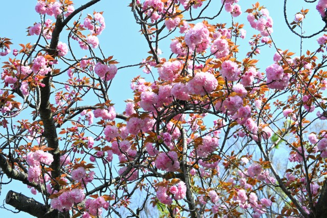 sakura_230412_02