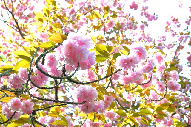 sakura_230412_03