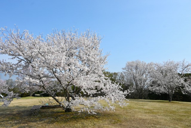 sakura_hananooka_260330_01