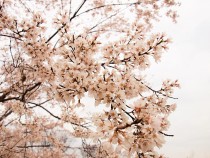 sakura_higan_210316_02