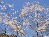 sakura_higan_210319_01