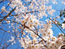 sakura_higan_210319_02