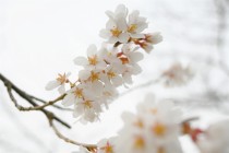 sakura_higan_220321_01