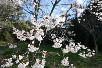 sakura_higan_230320_01