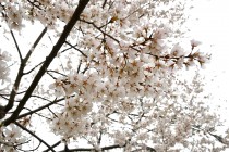 sakura_higan_250402_01