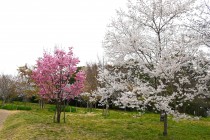 sakura_higan_250402_02