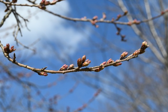 sakura_higan_260311_01