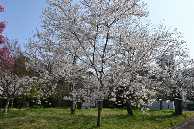 sakura_higan_260330_01