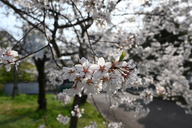 sakura_higan_260330_02
