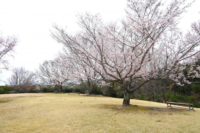 sakura_higan_hananooka_260326_01