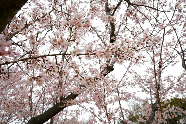 sakura_higan_hananooka_260326_02