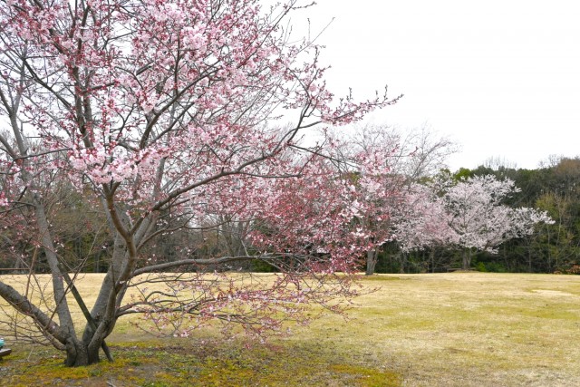 sakura_higan_hananooka_260326_03