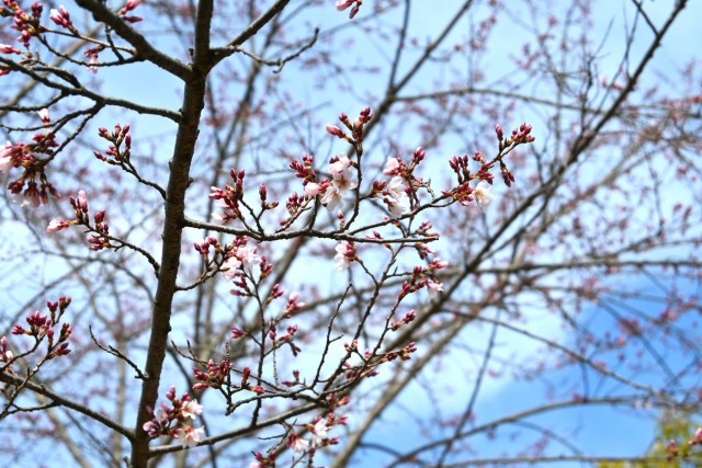 sakura_higan_manyo_260307_01