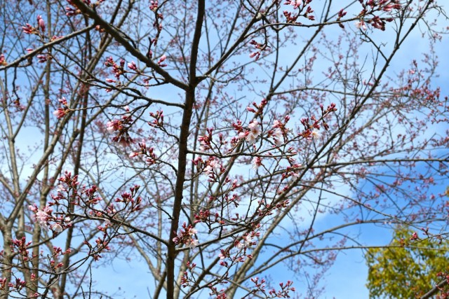 sakura_higan_manyo_260307_02