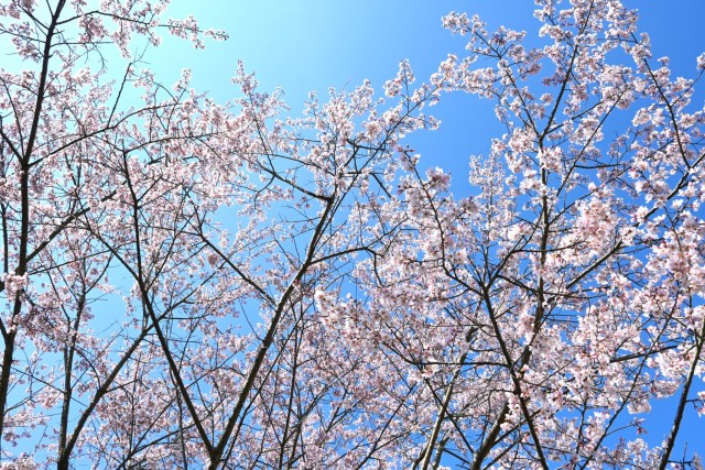 sakura_higan_manyo_260324_02