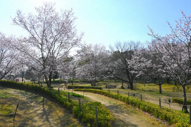 sakura_higan_manyo_260324_01