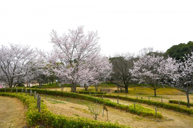 sakura_higan_manyo_260326_01