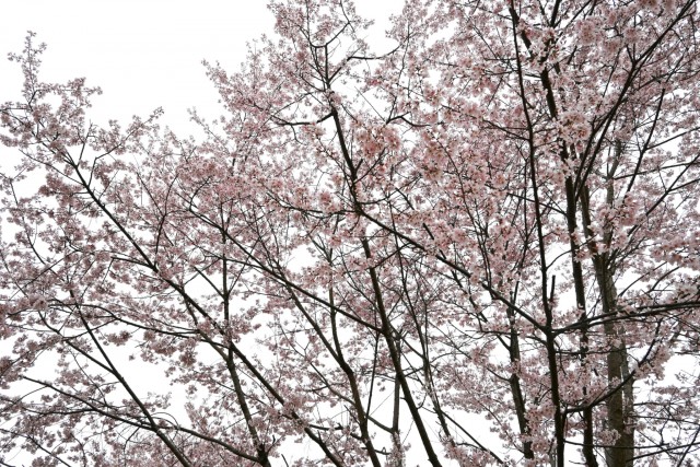 sakura_higan_manyo_260326_02