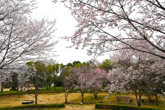 sakura_higan_manyo_260326_03