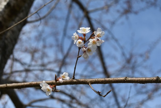 sakura_higan_nagare_260307_01