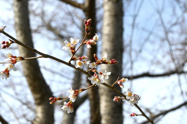 sakura_higan_nagare_260307_02