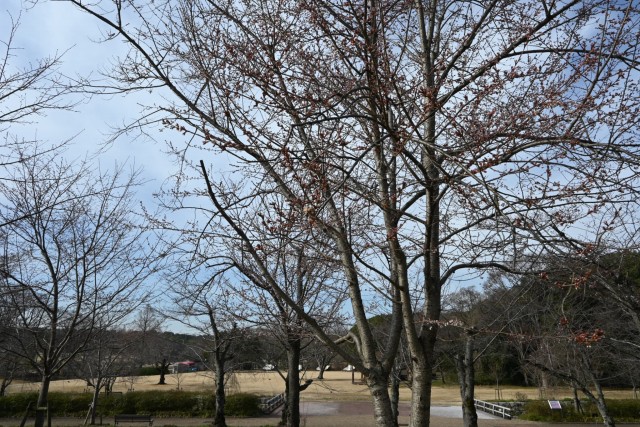 sakura_higan_nagare_260307_03