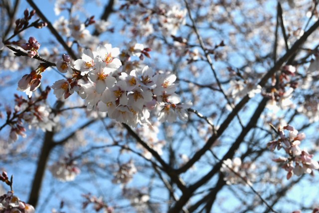 sakura_higan_nagare_260324_01