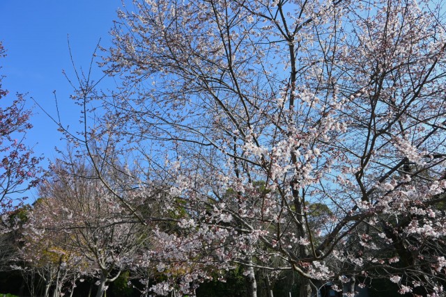 sakura_higan_nagare_260324_02