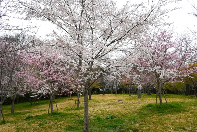 sakura_higan_nagare_260326_01