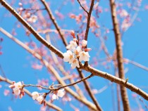 sakura_higanzakura_210312_01
