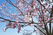 sakura_jindai_230320_01