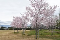 sakura_jindai_230323_01