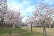 sakura_jindai_250331_01