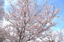 sakura_jindai_250331_02