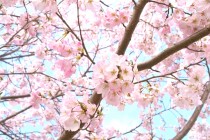 sakura_jindai_250331_03