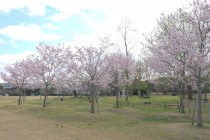 sakura_jindai_250331_04