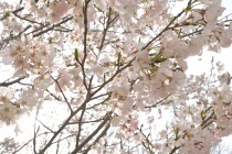 sakura_jindai_250402_02