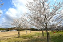 sakura_jindai_250404_01