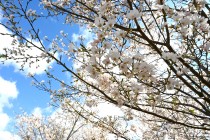 sakura_jindai_250404_02