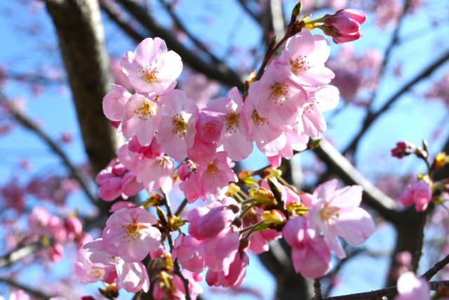 sakura_jindai_260324_01
