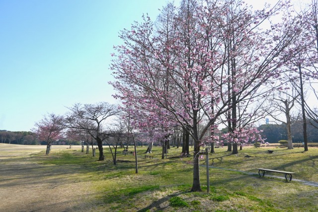 sakura_jindai_260324_02