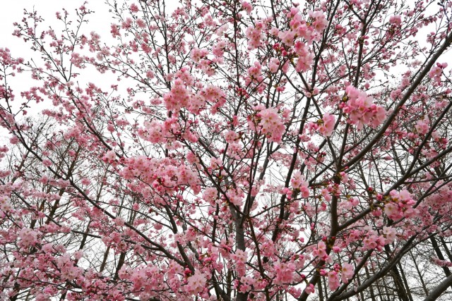 sakura_jindai_260326_01