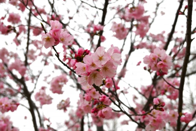 sakura_jindai_260326_02