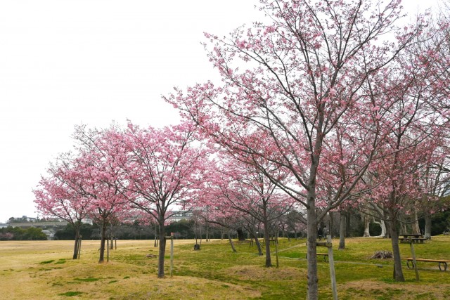 sakura_jindai_260326_03