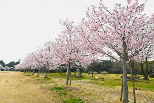 sakura_jindai_260330_01