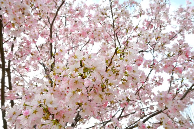 sakura_jindai_260330_02