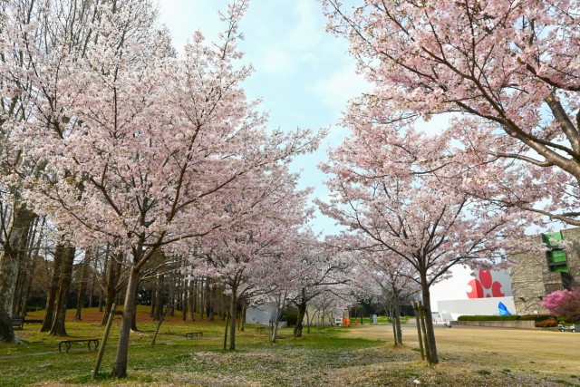 sakura_jindai_260330_03