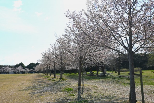 sakura_jindai_260402