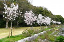 sakura_jindai_nagare_250402_01