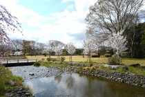 sakura_jindai_nagare_250404